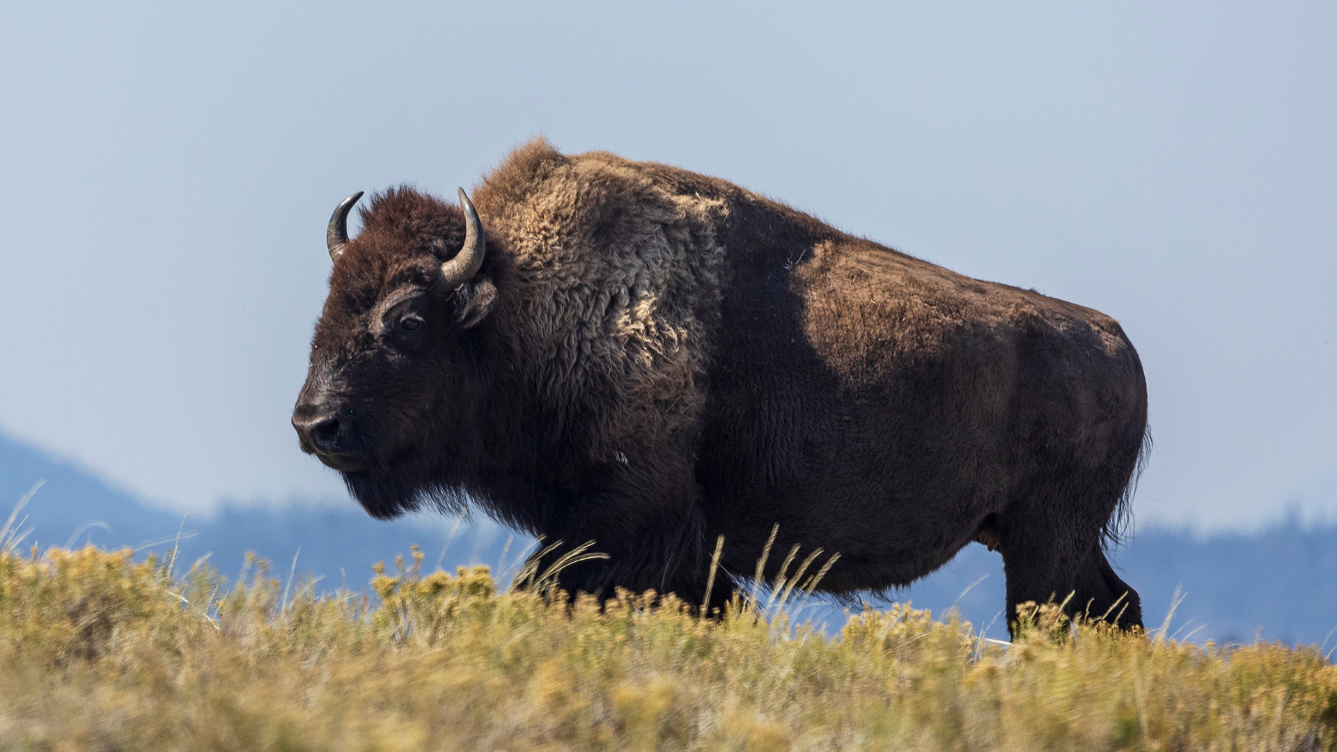 Bison standing on a grassy hill with mountains in the background